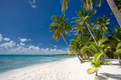 Caribbean beach with palmtress
